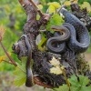 Uzovka stromova - Zamenis longissimus - Aesculapean Snake o0407